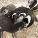 Un pingüino de Magallanes alimenta a sus polluelos mientras su compañero observa.